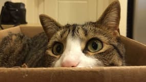 Les chats adorent se cacher dans des boîtes. 