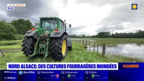 Aslace: des cultures fourragères toujours inondées