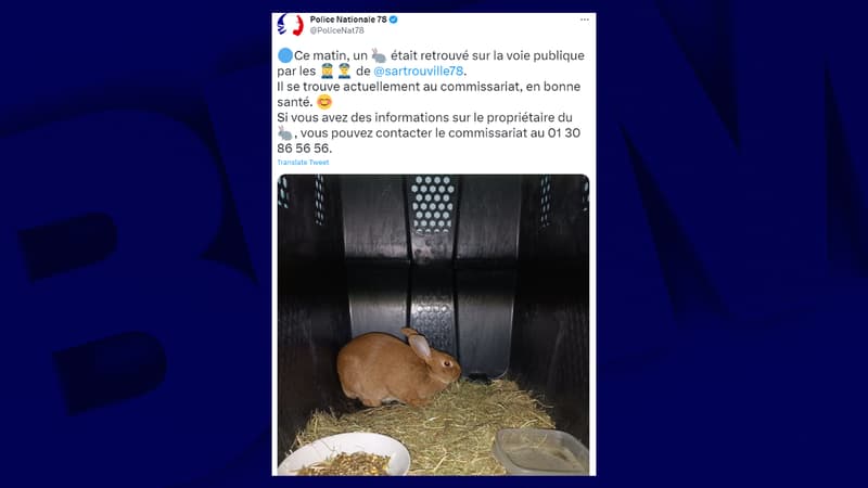 Le lapin se trouve au commissariat de Sartrouville, en bonne santé. 