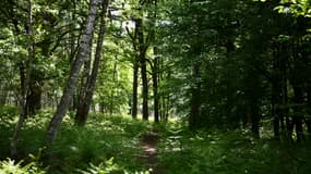 La forêt de Rochefort, à Rochefort-en-Yvelines (PHOTO D'ILLUSTRATION).