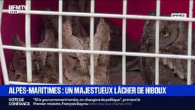 "C'est vraiment la plus grande récompense": des hiboux retrouvent leur habitat naturel grâce à ce centre de soins des Alpes-Maritimes