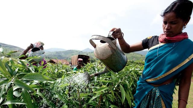Depuis la création du Fonds Livelihoods, 30 000 hectares d'arbres ont été replantés