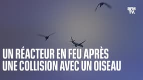 Aux États-Unis, le réacteur d'un Boeing prend feu après une collision avec un oiseau