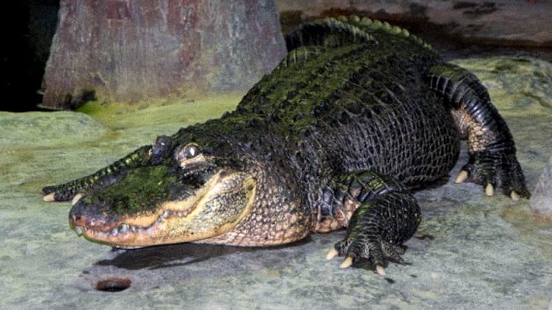 Dans la nature, ces alligators ne vivent qu'entre 30 et 50 ans.