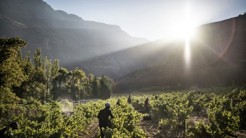 Il n'y a pas qu'en France: la politique tarifaire de Trump pourrait coûter 100.000 emplois au vignoble sud-africain