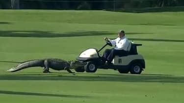 Un alligator sur le green