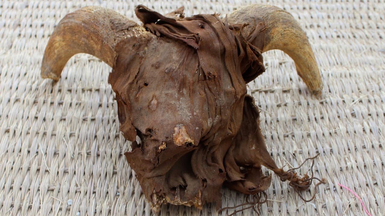 Une tête de vache momifiée, exhumée par une équipe d'archéologues américains dans le temple de Ramsès II.