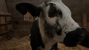 Les vaches vosgiennes seront absentes du salon de l'agriculture à Paris pour des raisons financières