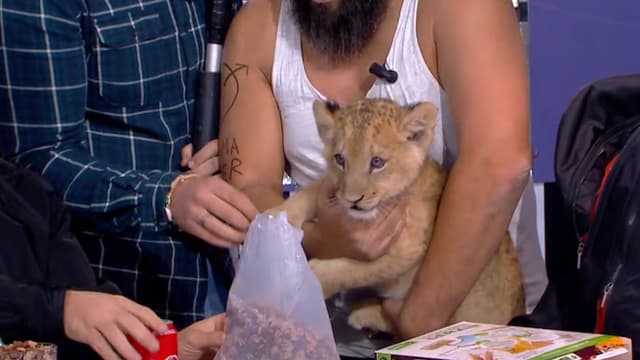 Le lionceau présenté dans "Clique"