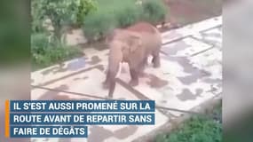 Cet éléphant sauvage s'invite dans un village en Chine