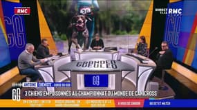 À vous de choisir : Trois chiens empoisonnés au Championnat du monde de canicross - 15/03