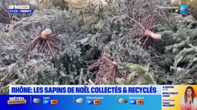 Grand Lyon : la collecte des sapins de Noël se termine ce samedi