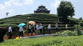Des touristes dans un champs de thé au sud de la Chine. 