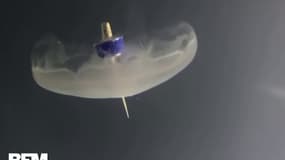 Des chercheurs ont créé une méduse bionique pour explorer les fonds marins