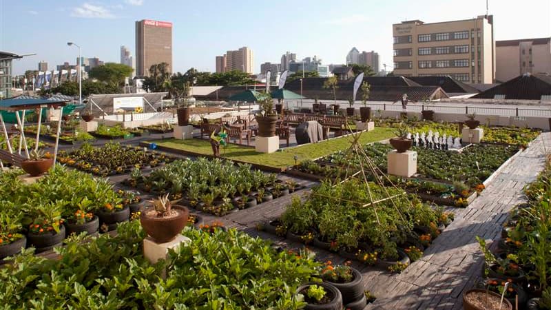 Toiture végétalisée exposée à Durban à l'occasion de la conférence sur le climat. Les délégués réunis aux négociations internationales sur le climat en Afrique du Sud sont sur le point de parvenir à un accord sur la définition d'un Fonds vert pour le clim