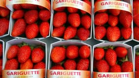 Barquettes de fraises gariguette (illustration)