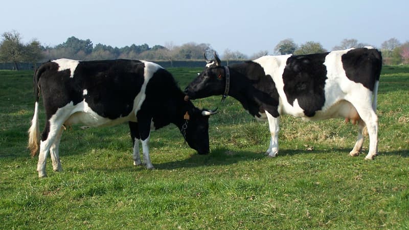 Deux vaches de la race bretonne pie noir. 