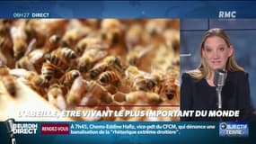 Objectif Terre : L'abeille, être vivant le plus important au monde - 17/10