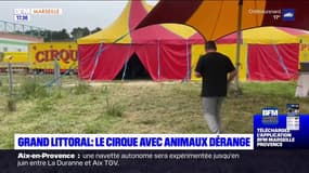 Grand Littoral : le cirque avec les animaux dérange