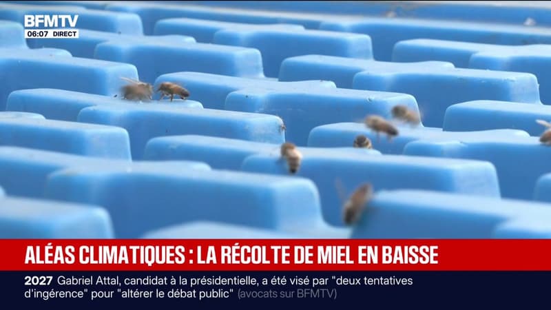La canicule et la sécheresse pèsent lourdement sur les abeilles et font chuter la production de miel