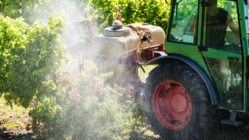 Loi d'urgence agricole: Matignon refuse de supprimer l'article qui réautorise un pesticide controversé car il ne concerne que la noisette