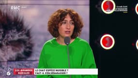 Le chat est-il une espèce nuisible et faut-il s'en débarrasser ? - 08/10