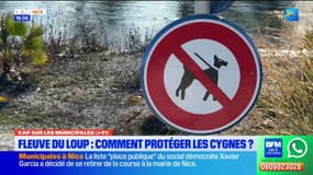 FLEUVE DU LOUP : COMMENT PROTÉGER LES CYGNES ?