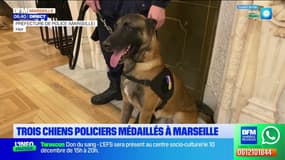 Marseille: trois chiens policiers médaillés par le préfet de police