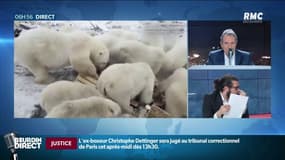 En Russie, des ours polaires débarquent en plein ville à la recherche de nourriture