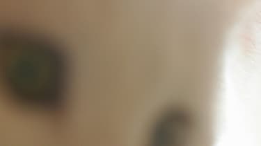 Des chats, image d'illustration.