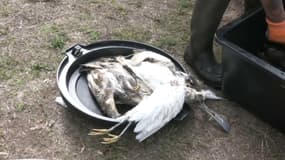 Un oiseau mort du botulisme en Loire-Atlantique