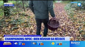Nord-Pas-de-Calais: comment bien réussir la cueillette des champignons? 