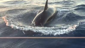 Une orque au large du Portugal dans l'océan Atlantique autour du bateau d'une famille française, le 10 octobre 2025.