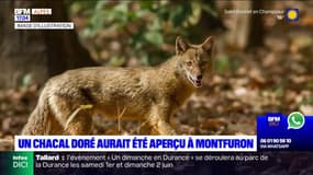 Des habitants de Montfuron affirment avoir vu un chacal doré autour du village