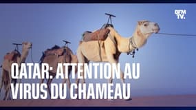 Supporters présents au Qatar: les autorités françaises alertent sur "le virus du chameau"