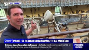 Le mammouth de Durfort fait son retour au Muséum national d'Histoire naturelle de Paris