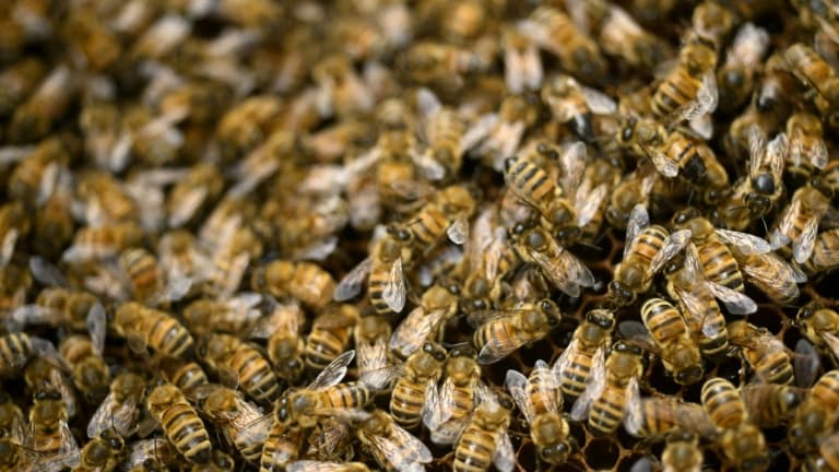 Des abeilles (photo d'illustration)