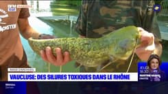 Vaucluse : des silures toxiques dans le Rhône