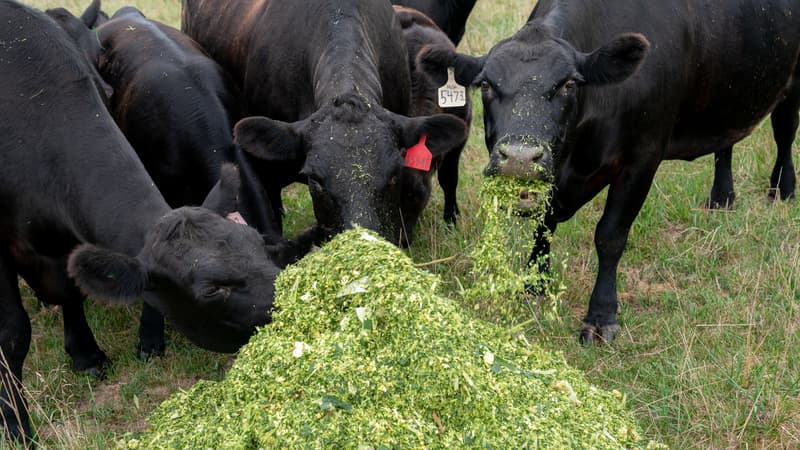 Des vaches Angus