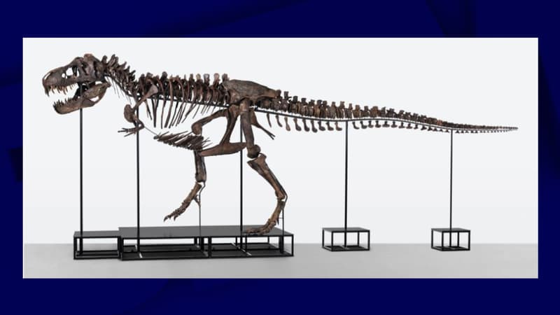 Un tyrannosaure rex estimé entre 6 et 8 millions d'euros va être vendu aux enchères