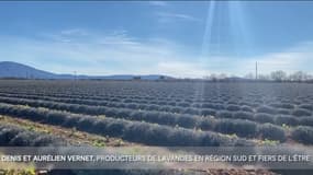 Pause  Mute Agriculteur du Sud : Denis et Aurélien VERNET, producteurs de lavandes en Région Sud et fiers de l'être