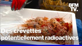     Les crevettes potentiellement radioactives rappelées aux États-Unis 