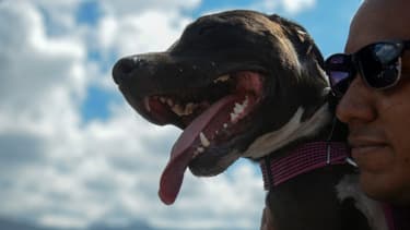 Un chien pitbull lors d'une manifestation en Colombie, le 29 janvier 2017