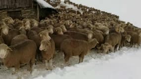 Quelques uns des 6000 moutons et brebis coincés par la neige en Savoie