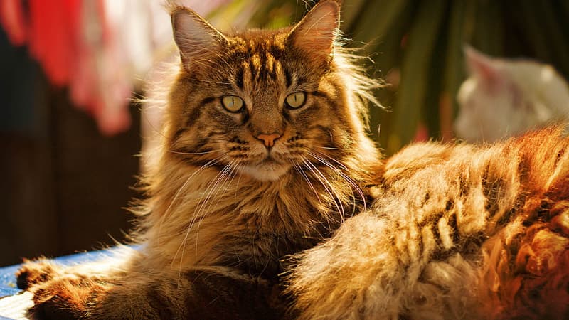 Le Maine Coon, race favorite des Français.