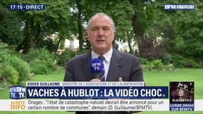 Vaches à hublot: pour le ministre de l'Agriculture, "c'est scientifiquement important pour la recherche"