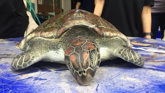 Cette grosse tortue verte a ingéré trop de plastique