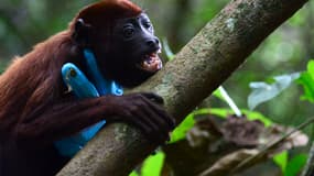 Un singe hurleur rouge est relâché dans une zone forestière protégée de la municipalité d'Armenia Mantequilla, dans l'ouest du département d'Antioquia, en Colombie, le 14 décembre 2015 (photo d'illustration).