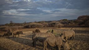 Des rhinocéros sans cornes dans une réserve privée d'Afrique du Sud (image d'illustration)