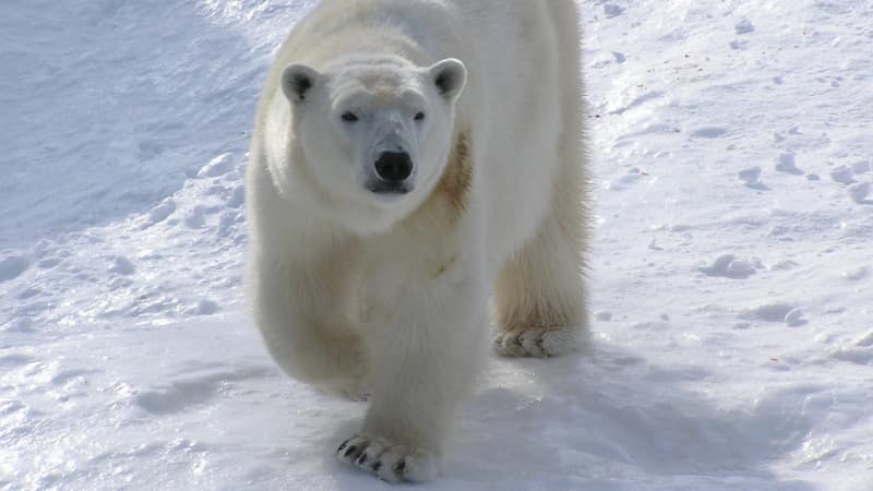 Le zoo sauvage de saint-Félicien accueille des ours blancs, qui ont donné deux naissances en décembre dernier.